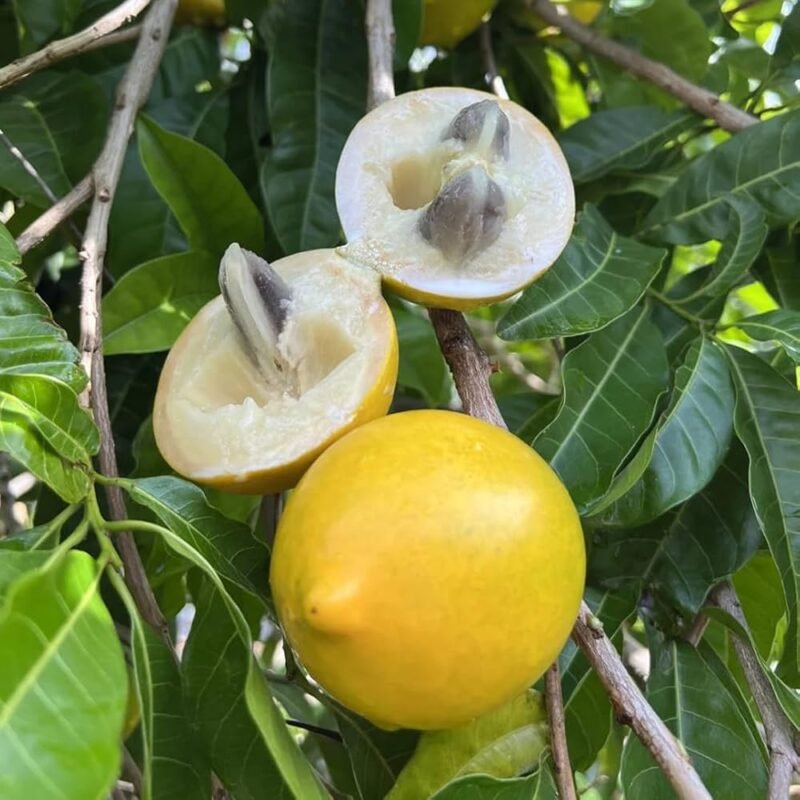 Abiu Pouteria Caimito Fruit Plant ashanursery.com