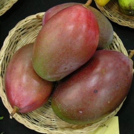 Austin Mango Plant