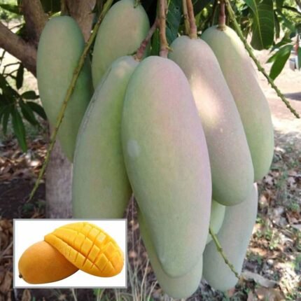 3 Test mango Plant