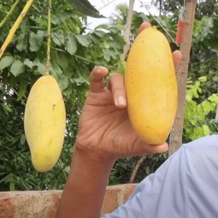 Honeydew Mango Plant