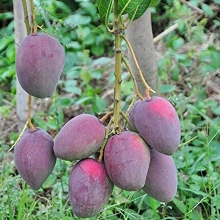 CISH Ambika Mango Plant