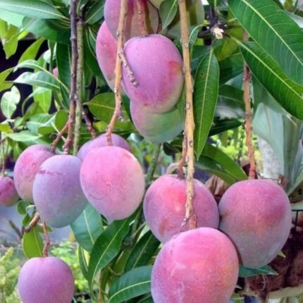 CISH Arunika Mango Plant