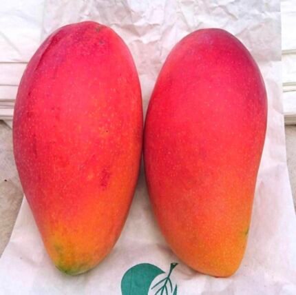 Hong Long Mango Plant